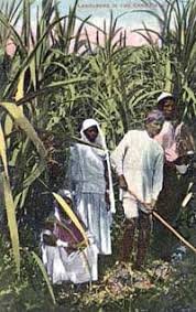 Image result for MAURITIUS INDENTURED INDIANS