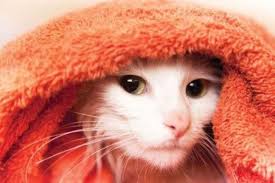 Resultado de imagen de GATOS CON SECADOR