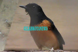 Hasil gambar untuk murai batu