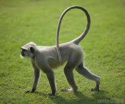 Image result for MONKEYS