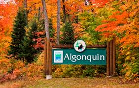 Image result for algonquin park