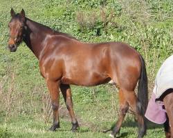 Image of Standardbred horse