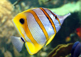 Image result for Butterfly Fish