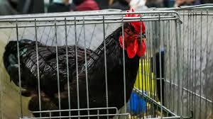 News source: lanouvellerepublique.fr