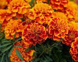 Image of Marigolds flowers