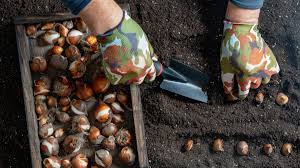 Order These 4 Fall-Planted Bulbs Today (Before Nurseries Sell Out)