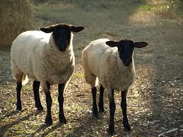 Image result for sheep-lovers - pictures