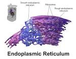 Endoplasmic reticulum function