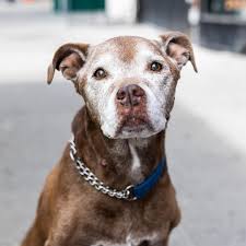 Sofia, Pit Bull mix (14 y/o), W. 10th & Christopher St., New ...