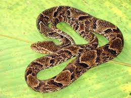 Image result for fer-de-lance images