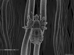Resultado de imagen de seres vivos en microscopio