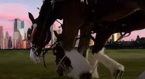 Take A Ride with the Budweiser Clydesdales in Utica