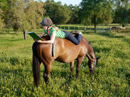 Image result for horse in autumn