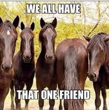 Image result for Animal Meme