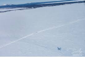 Jessie Holmes Poised to Win Iditarod 2026