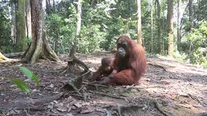 Không phản hồi ngay lập tức với kích thích là một dấu hiệu của sự thông minh! Đười ươi là loài khỉ dạng người loại lớn duy nhất (ngoài con người) -