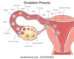 صورة ovulation and fertilization process medical illustration