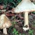 Deadly death cap mushrooms found in Canberra's inner-south as ...