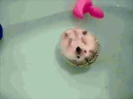 Image result for cute animals