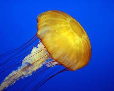 Jellyfish sea animal