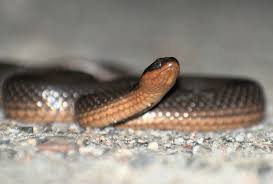 509 snakes captured in southeastern US. Many are carrying deadly infections