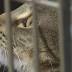 Lexington Humane Society asks for help ahead of anticipated influx ...