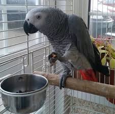 Image result for african grey parrot for sale