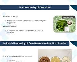 Hình ảnh về Guar gum production process