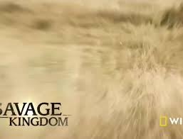رکنا - فیلم شکار گربه وحشی توسط پلنگ