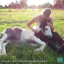Horses who want to be lapdogs | By Horse Kingdom | Facebook