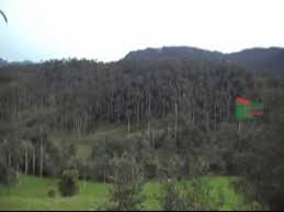 Resultado de imagen para SABANA DE PALMERAS