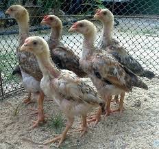 Hasil gambar untuk ayam bangkok