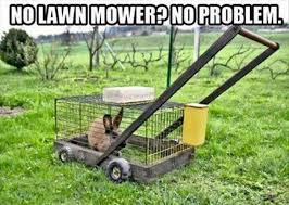 Image result for Animal Meme