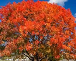 Image of Chinese Pistache tree