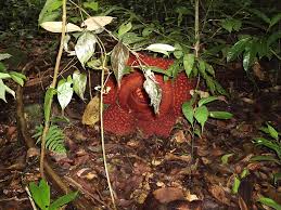 Hasil gambar untuk pecinta alam indonesia