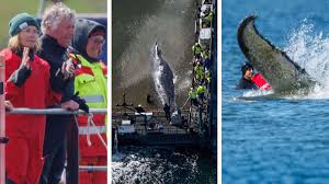 Wal-Wunder: Timmys Helfer feiern – die Fotos des entscheidenden Moments