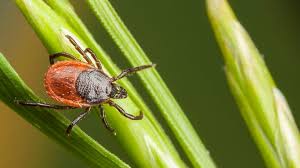 Rising Concern: Lyme Disease Prevalence in the United States - A Look at the States with the Highest Cases - 1