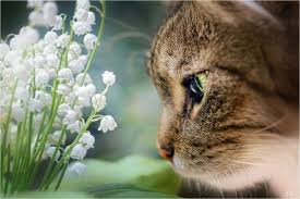 Résultat de recherche d'images pour "images muguet avec petits chats"