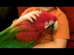 Image result for baby macaw parrot for sale