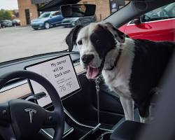 Tesla Model S Dog Modeの画像