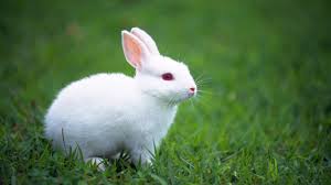 Image result for rabbits cute