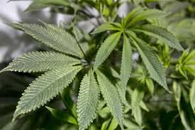 Resultado de imagen de Legalization