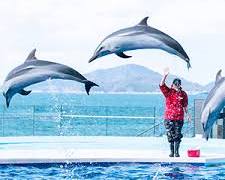 四国水族館 イルカショーの画像