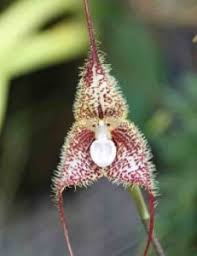 Image result for ����С���m