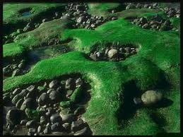 Image result for organisms and their environment