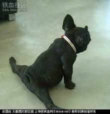 狗和貓能住在一起嗎？  Pets 寵物護理 +紀念堂
