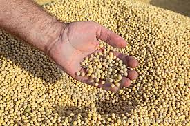 Image result for soybean