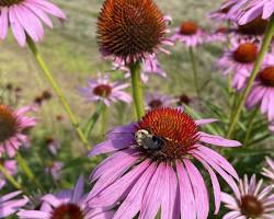Echinacea