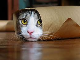 Image result for cats watching people