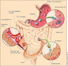 Folic Acid Deficiency Anemia (Anemia Defisiensi Asam Folat)